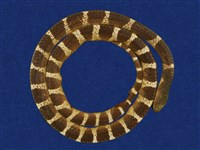 藏品(雨傘節)的圖片